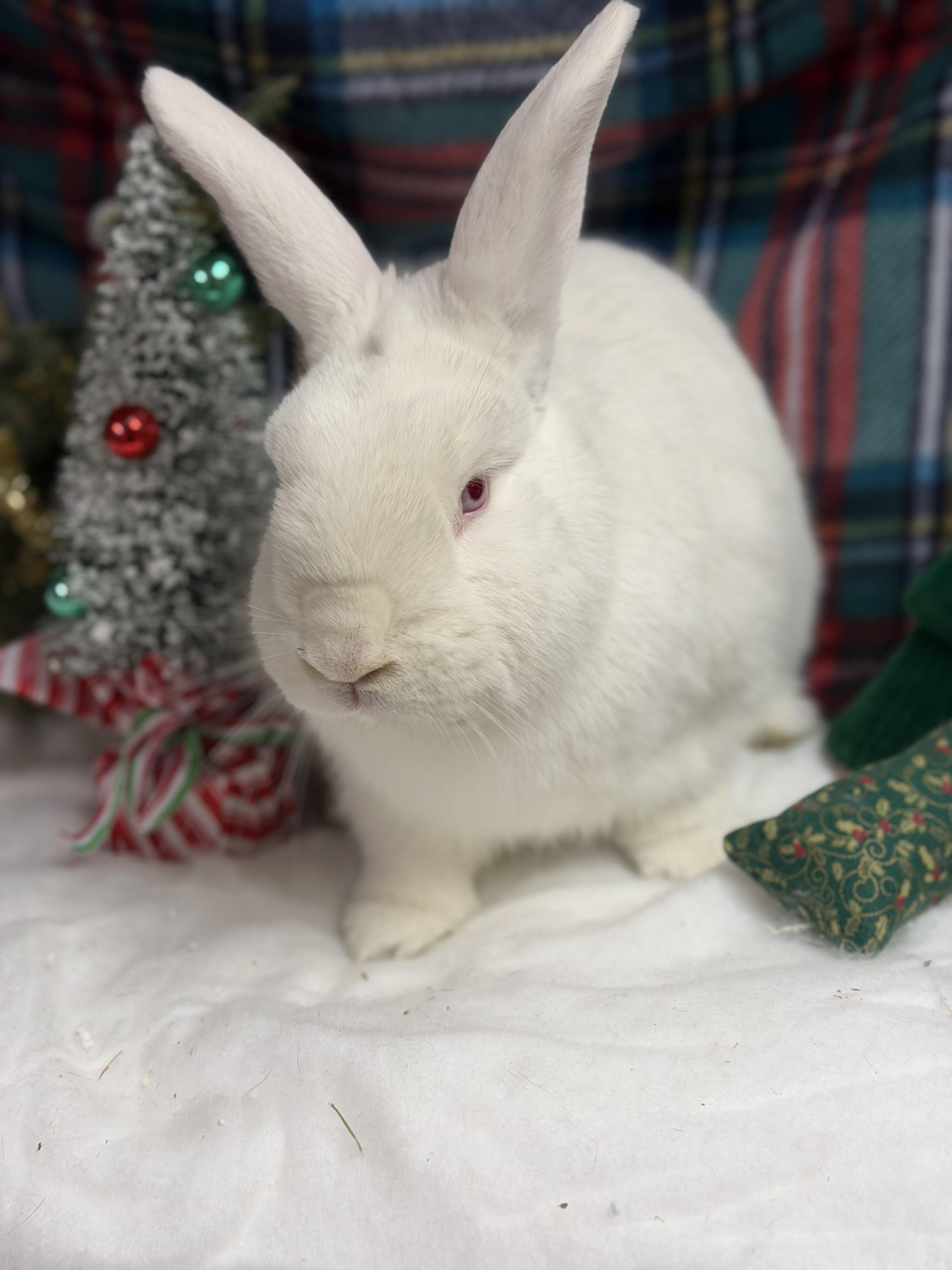 Casper: video!!, a Adoptable New Zealand in Edinburg, PA image 4/6