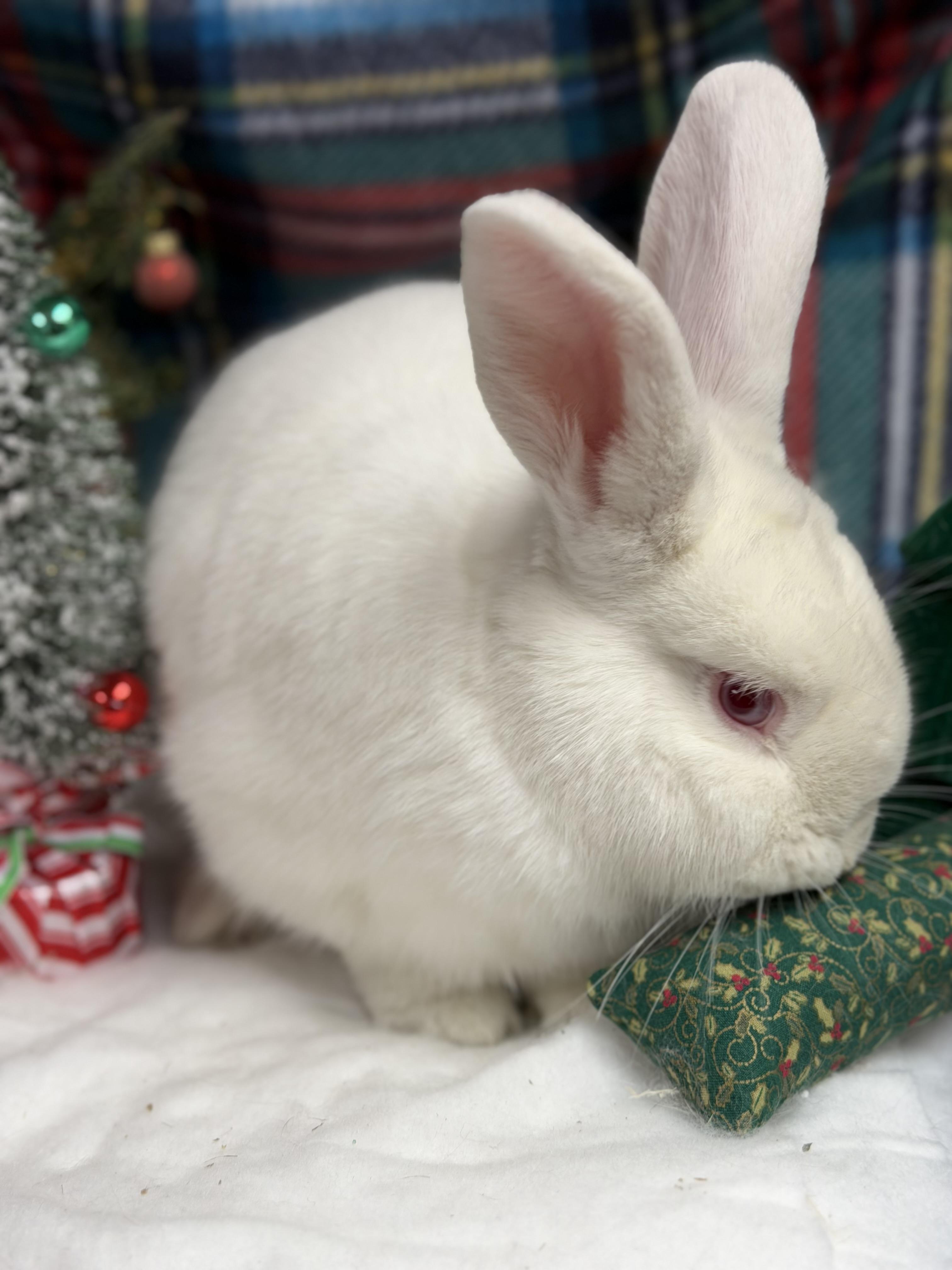 Casper: video!!, a Adoptable New Zealand in Edinburg, PA image 5/6