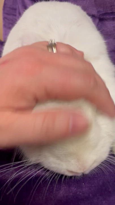 Enlarge Casper: video!!, a Adoptable New Zealand in Edinburg, PA video 6/6