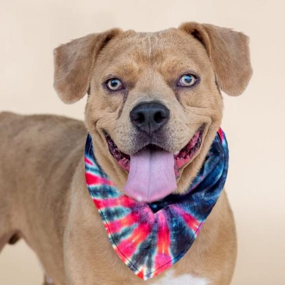 Enlarge Woody, a Adoptable mixed breed in Dover, NH image 1/6