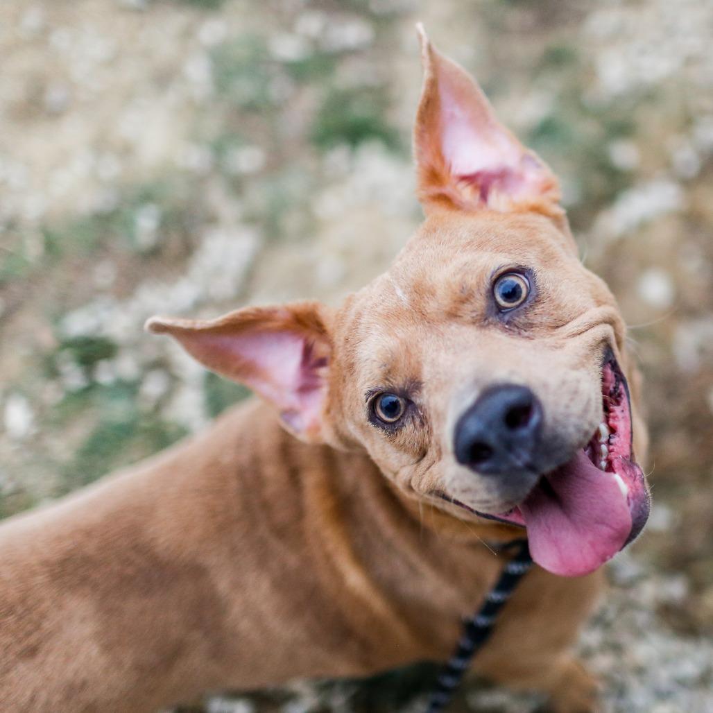 Enlarge Woody, a Adoptable mixed breed in Dover, NH image 4/6
