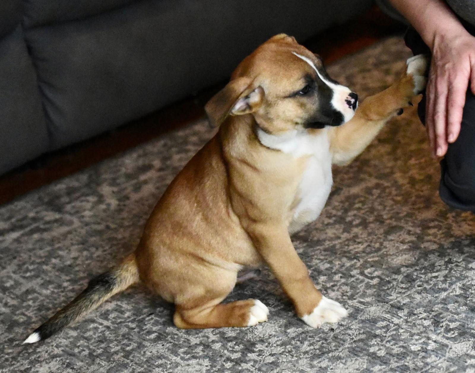 Devin, Adoptable, Puppy Male American Bulldog & Labrador Retriever.