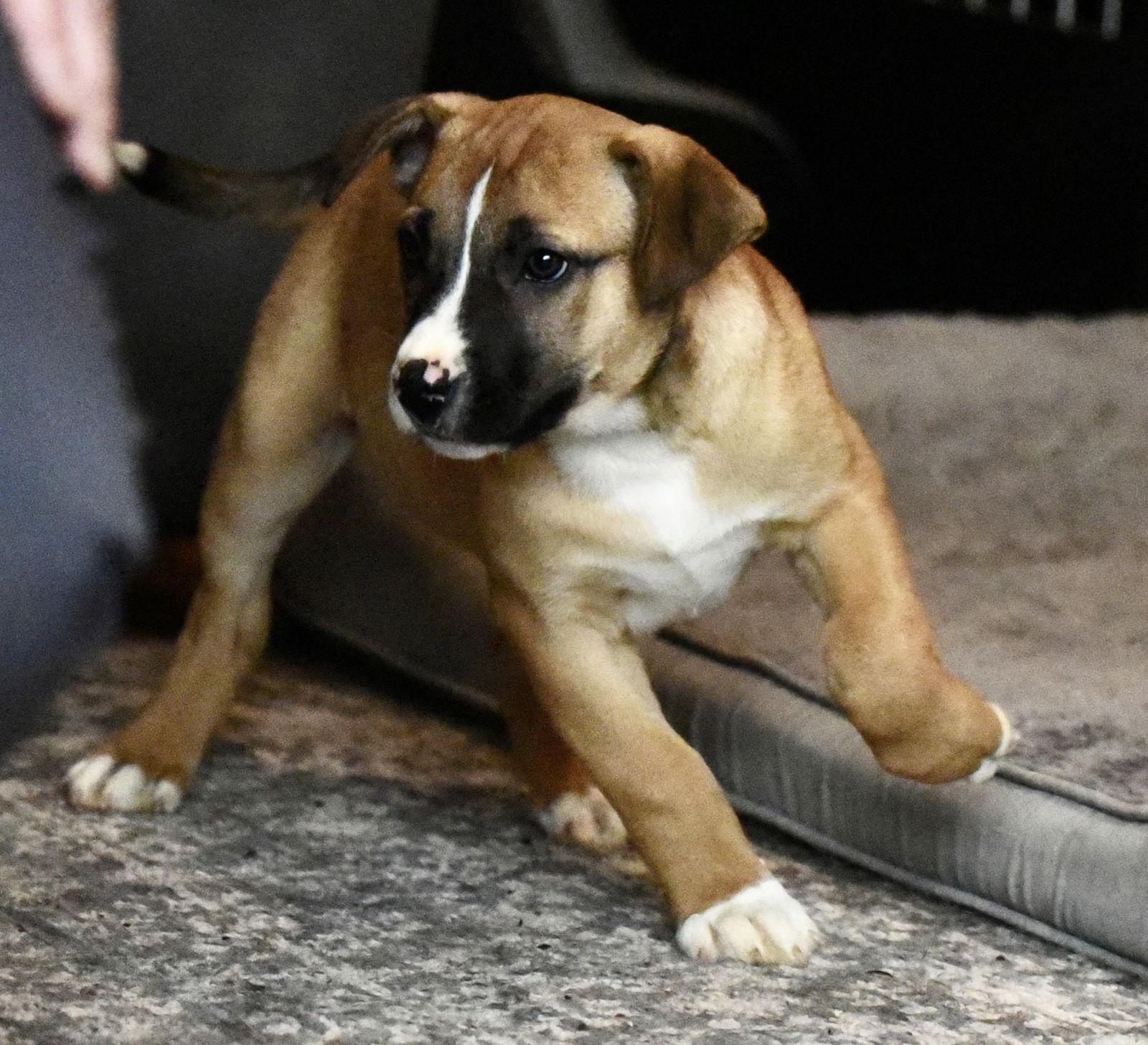 Enlarge Devin, a Adoptable mixed breed in Mechanicsburg, PA image 2/3