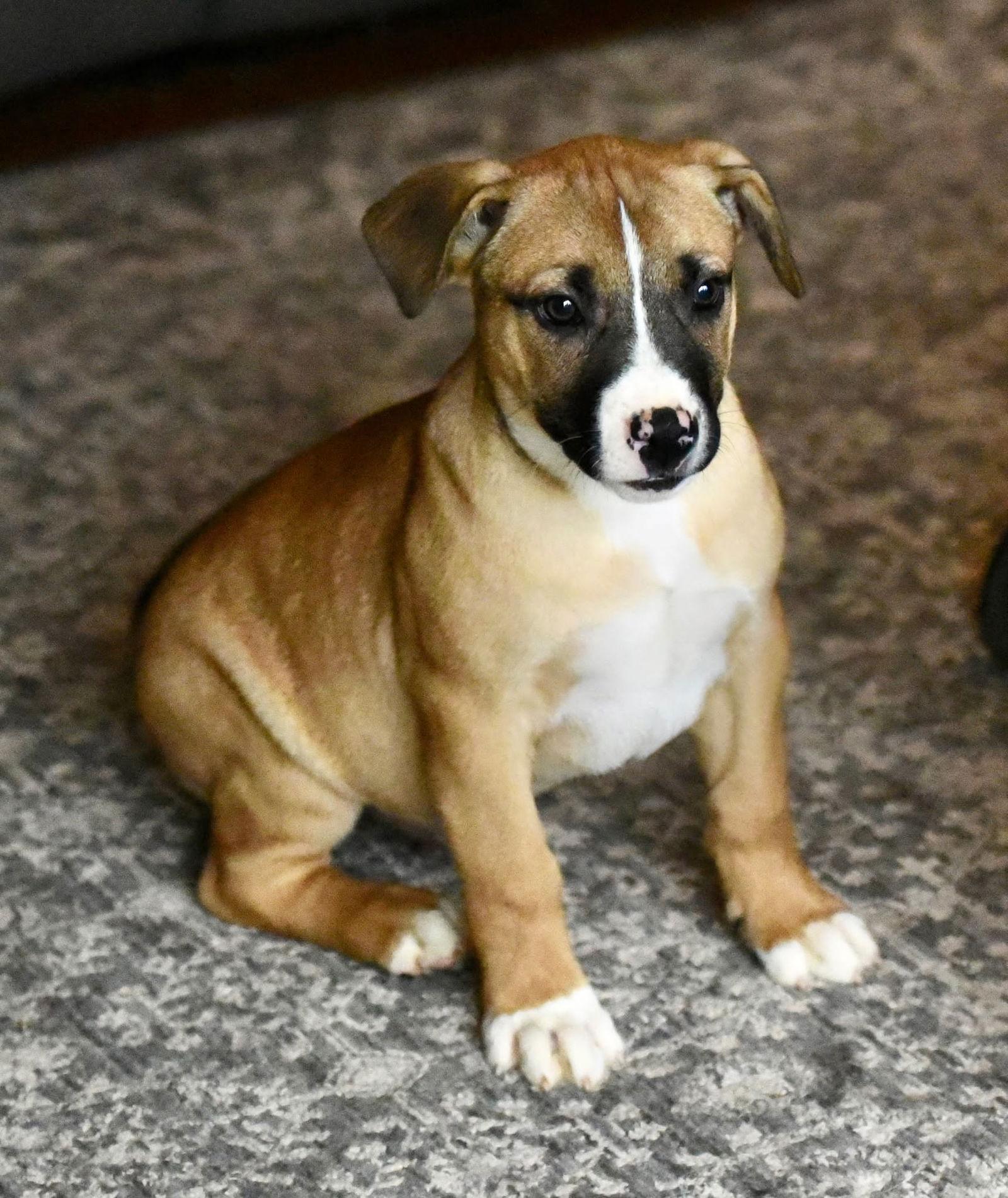 Enlarge Devin, a Adoptable mixed breed in Mechanicsburg, PA image 3/3