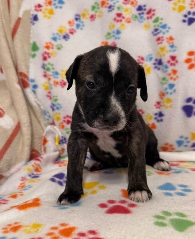 Enlarge BELLE (PURPLE) DISNEY, a Adoptable mixed breed in lawton, OK image 1/5