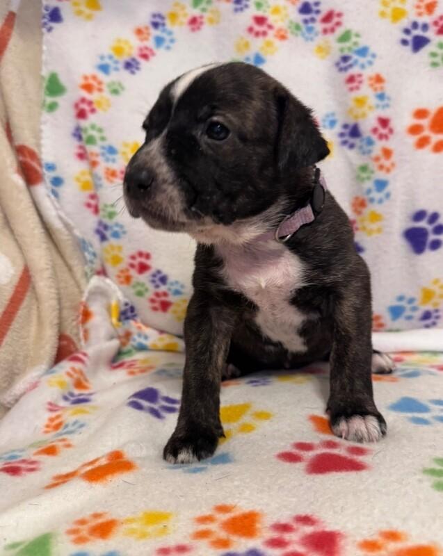 Enlarge BELLE (PURPLE) DISNEY, a Adoptable mixed breed in lawton, OK image 2/5