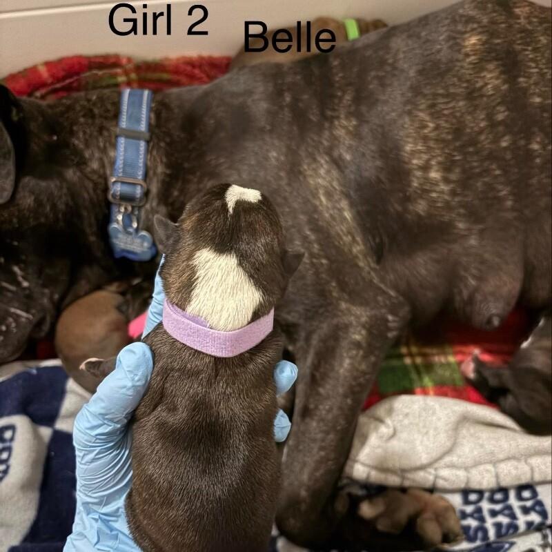 Enlarge BELLE (PURPLE) DISNEY, a Adoptable mixed breed in lawton, OK image 1/2