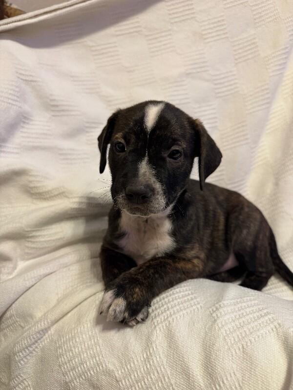 Enlarge BELLE (PURPLE) DISNEY, a Adoptable mixed breed in lawton, OK image 4/6