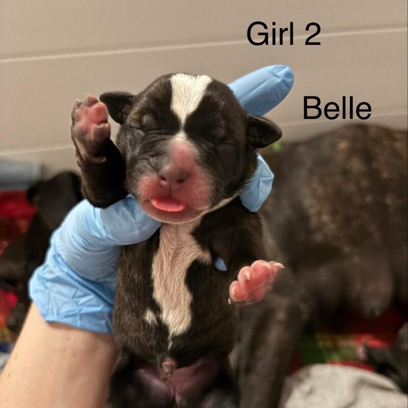 Enlarge BELLE (PURPLE) DISNEY, a Adoptable mixed breed in lawton, OK image 2/2