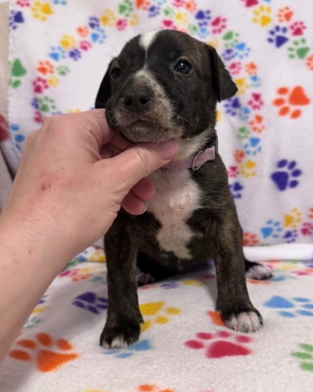 Enlarge BELLE (PURPLE) DISNEY, a Adoptable mixed breed in lawton, OK image 5/5