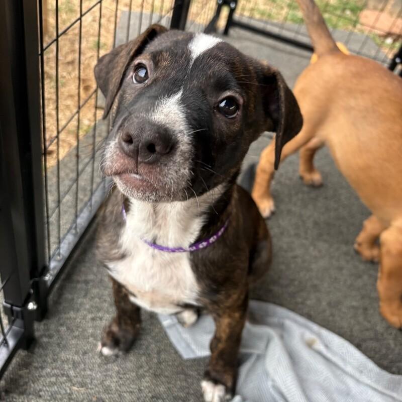 Enlarge BELLE (PURPLE) DISNEY, a Adoptable mixed breed in lawton, OK image 6/6