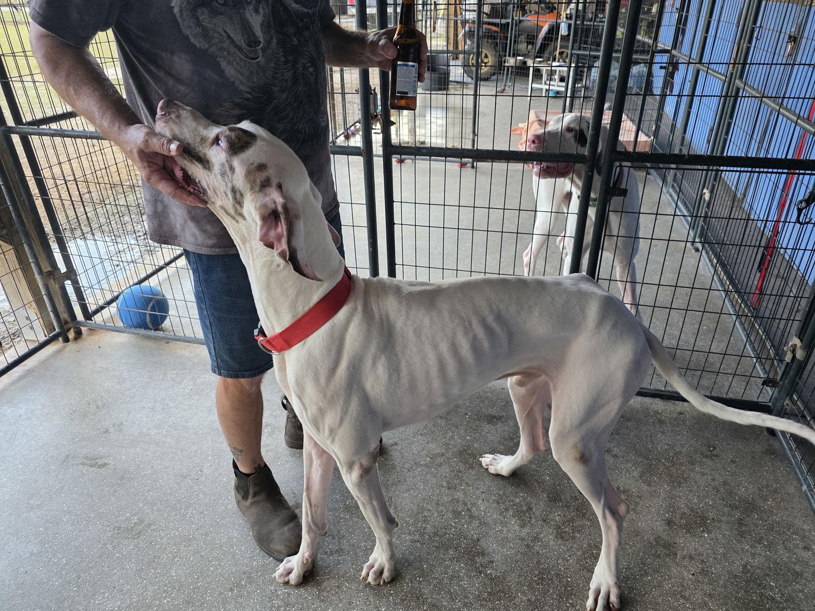 Enlarge Koa, a Adoptable Great Dane in Jupiter, FL image 1/3