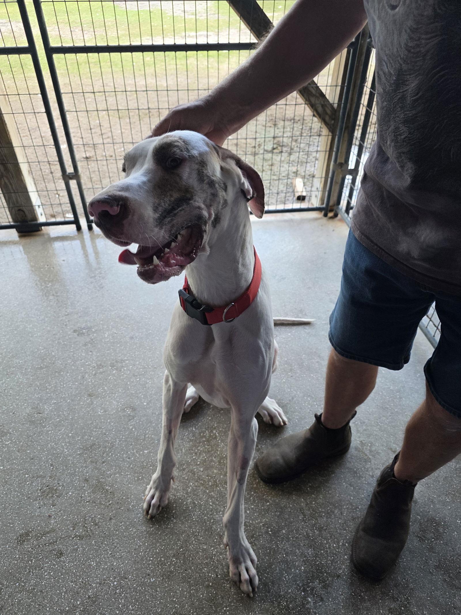 Enlarge Koa, a Adoptable Great Dane in Jupiter, FL image 2/3