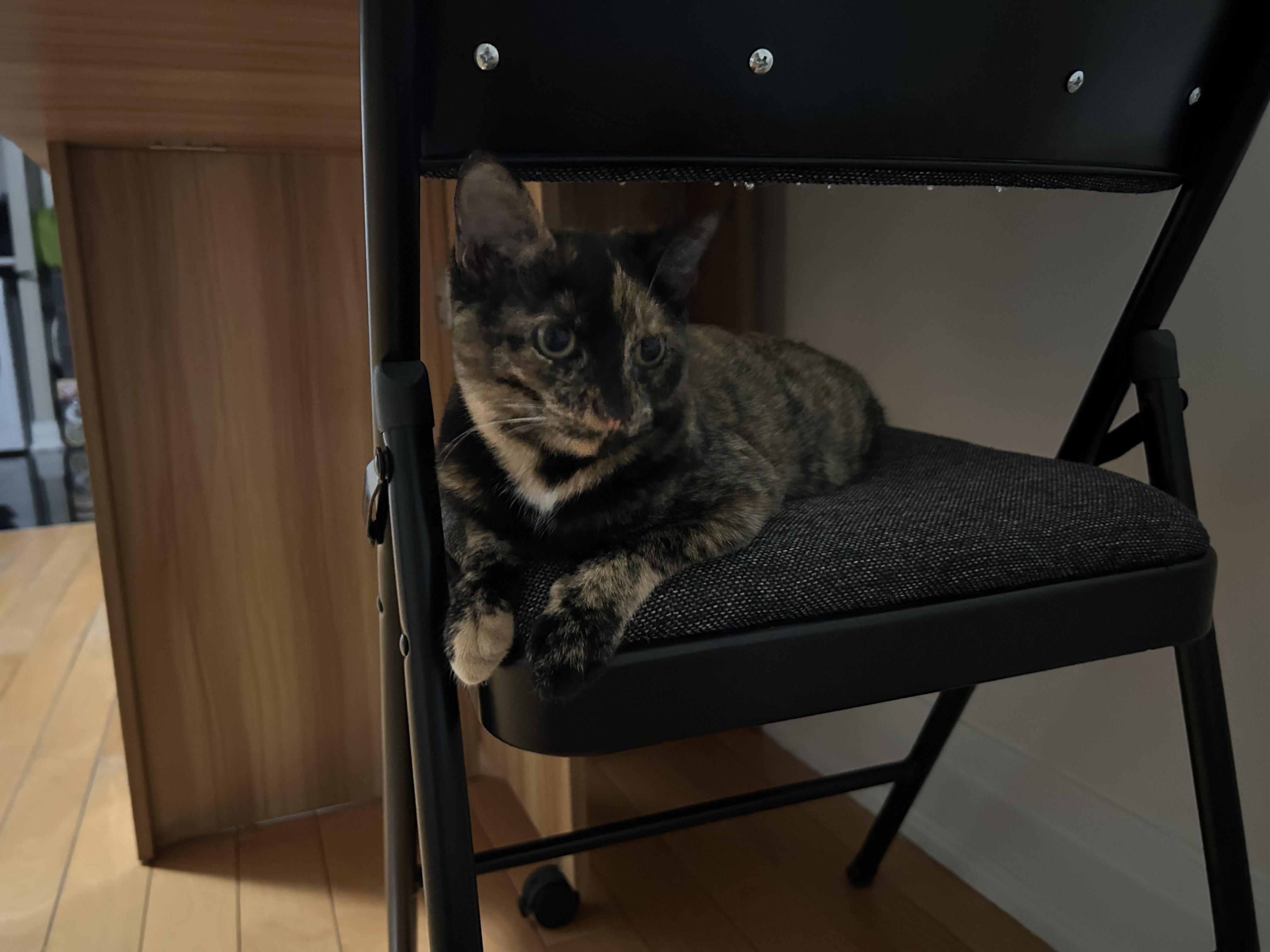 Twix, ADOPTABLE, Young Female Domestic Short Hair.