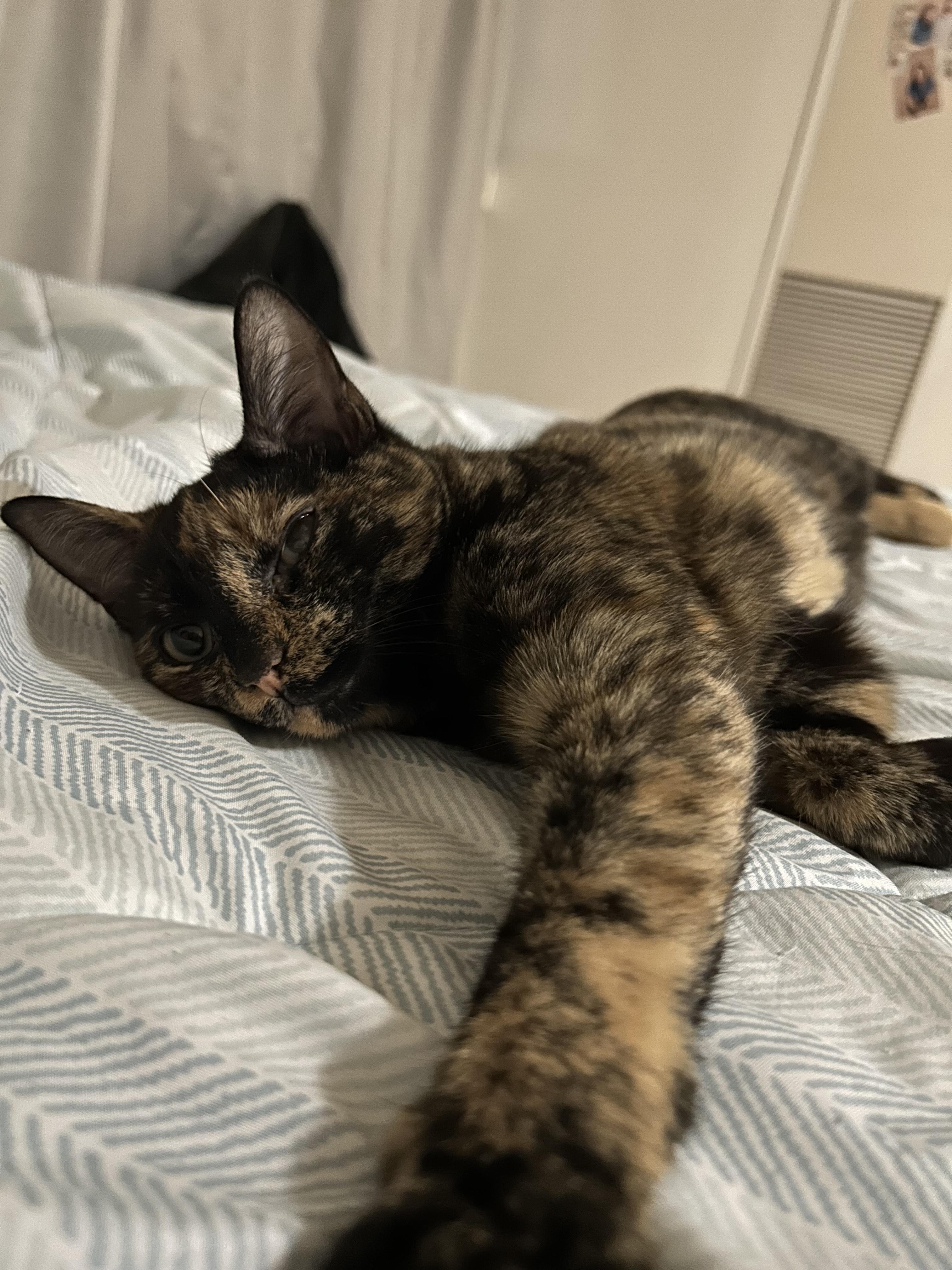 Twix — thumbnail 2