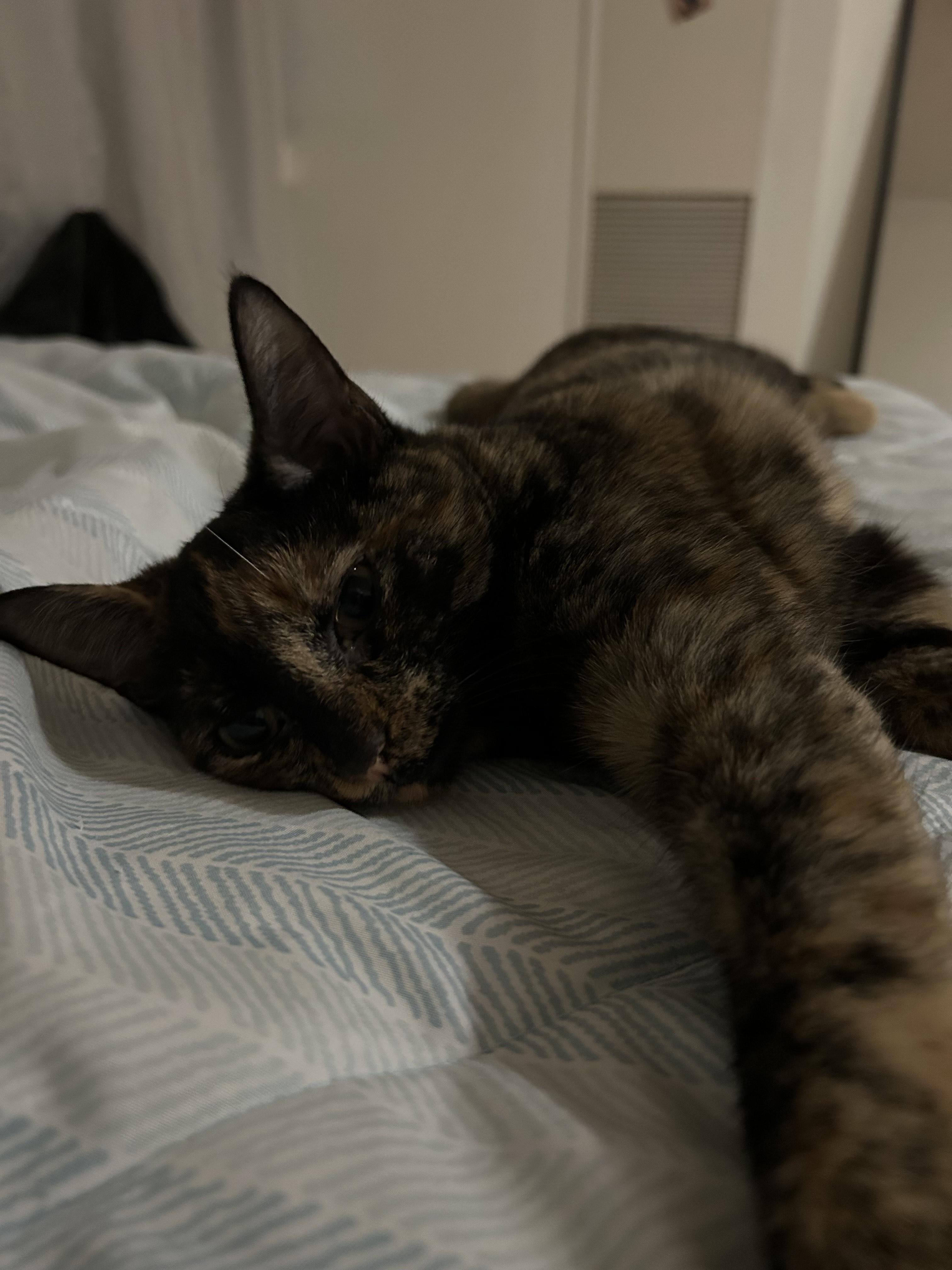 Twix — thumbnail 3