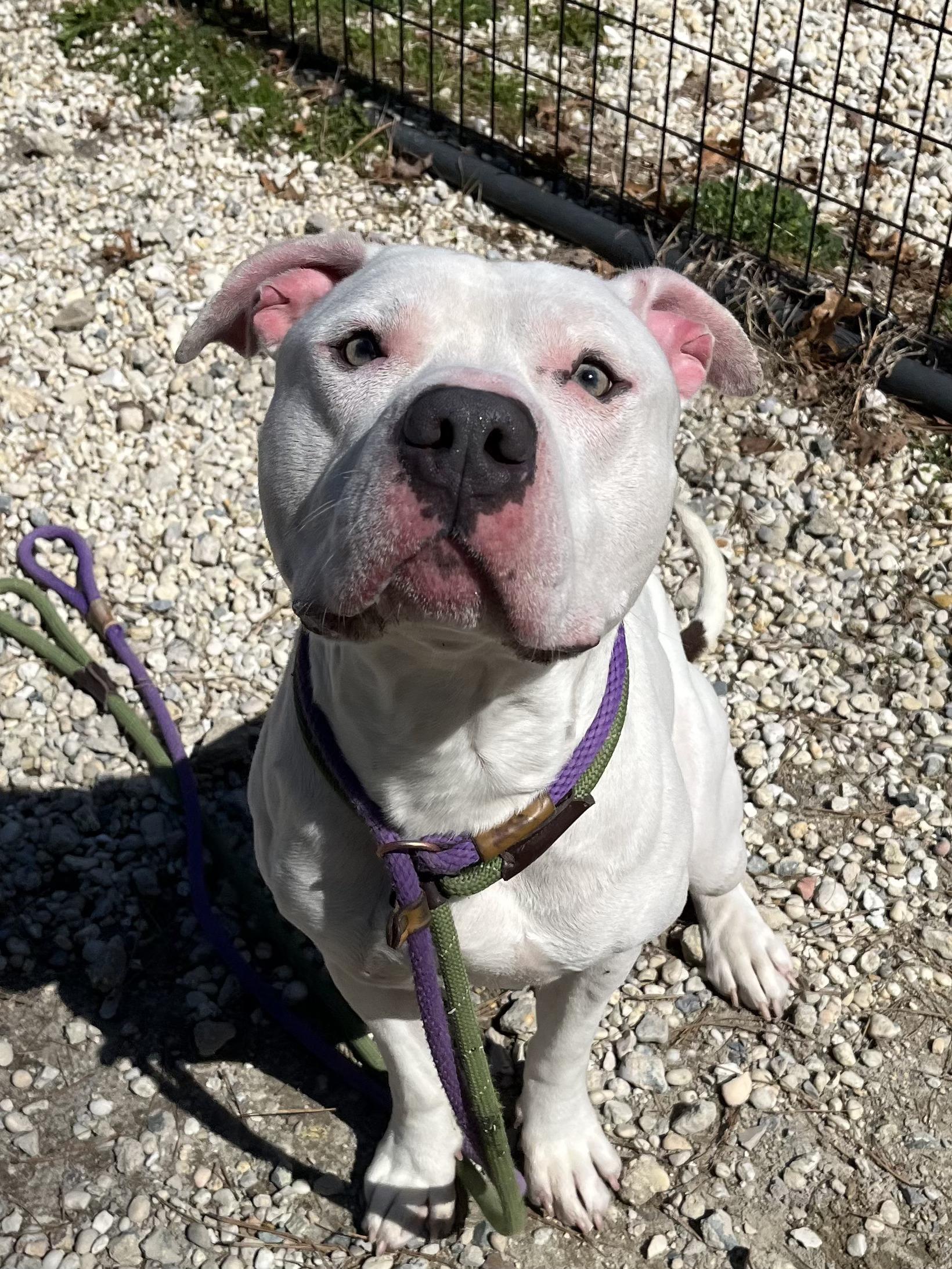 Enlarge Beck, a ADOPTABLE mixed breed in farmingdale, NJ image 1/1