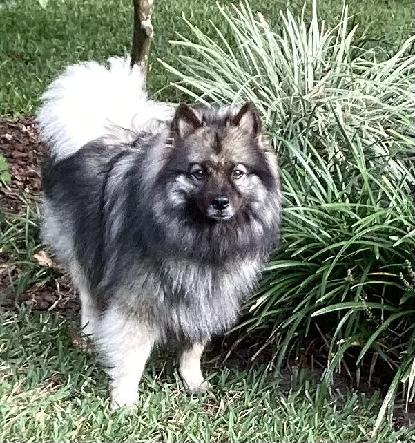 Kia - ADOPTED., Young Female Keeshond