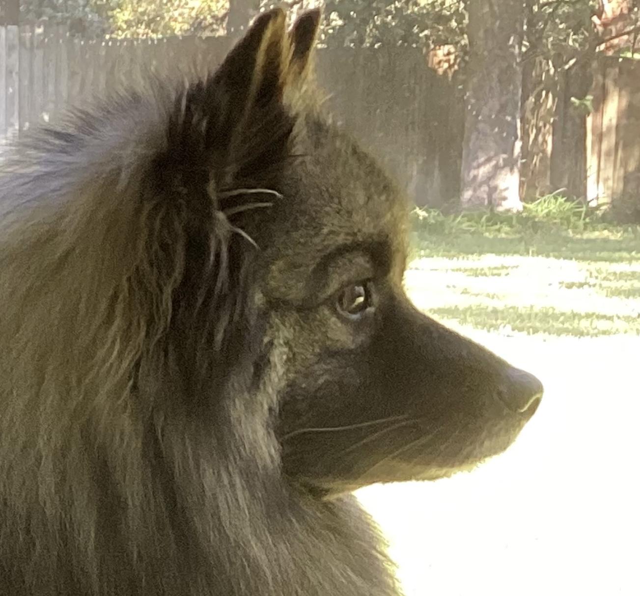 Enlarge Kia - ADOPTED., a Adopted Keeshond in Jacksonville, FL image 2/4