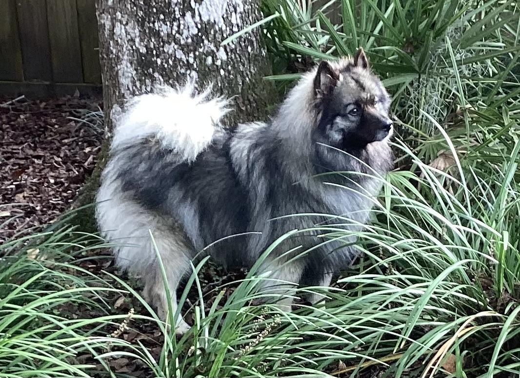 Enlarge Kia - ADOPTED., a Adopted Keeshond in Jacksonville, FL image 3/4