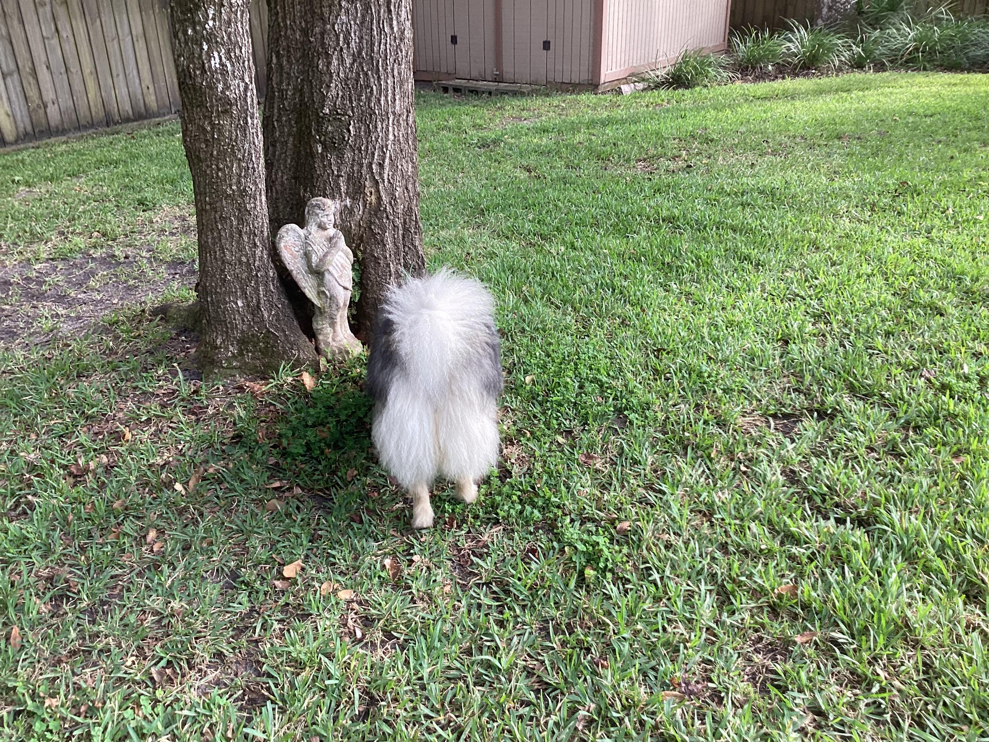 Kia - ADOPTED., Adopted, Young Female Keeshond.