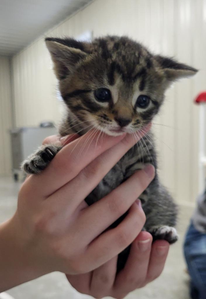 Archer, Adoptable, Kitten Male Domestic Short Hair.