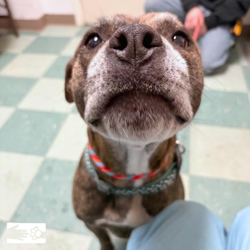 Laredo, Adoptable, Adult Male Mixed Breed.