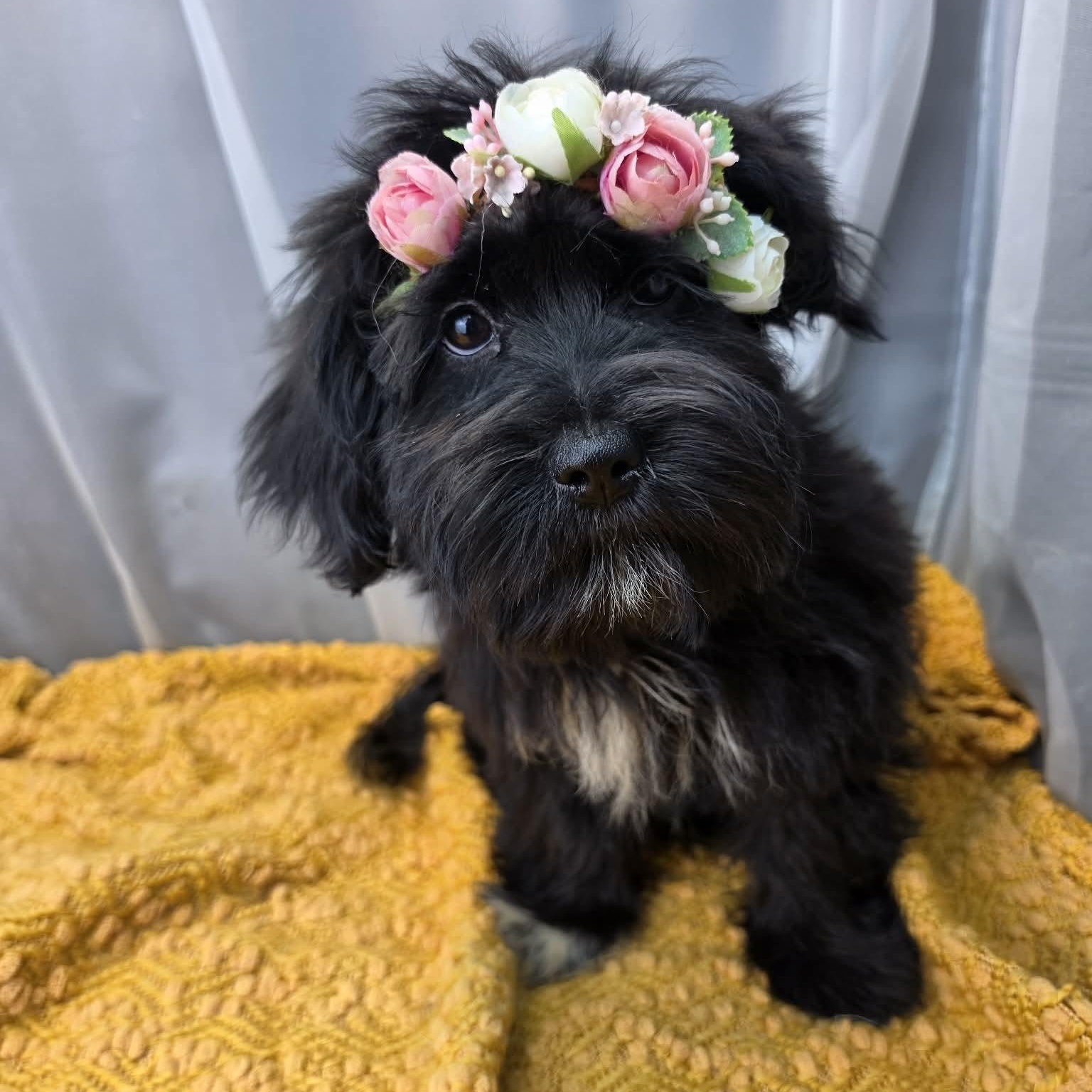 Melanie, a Adoptable mixed breed in Southfield , MI image 3/6