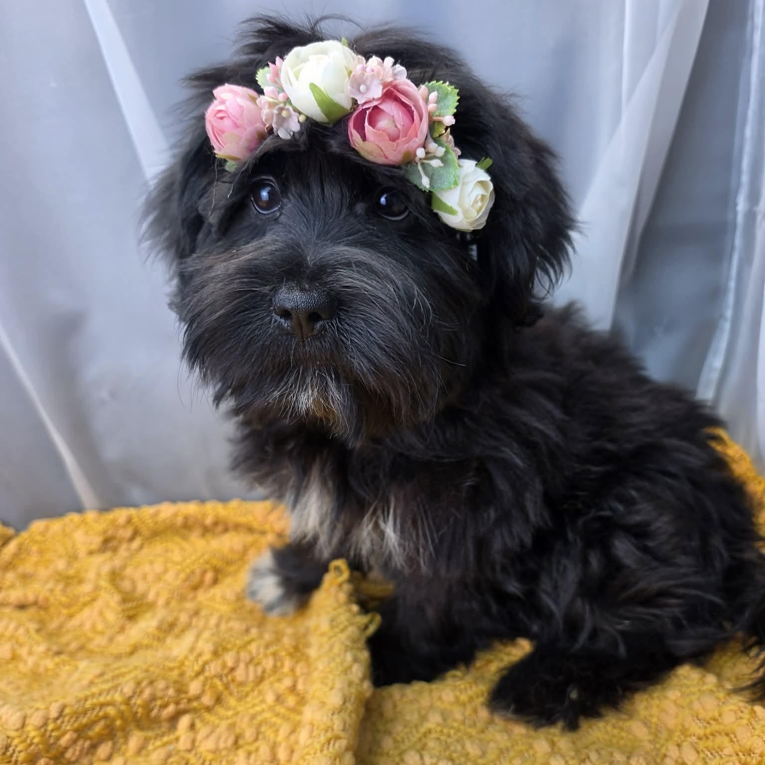 Melanie, a Adoptable mixed breed in Southfield , MI image 5/6