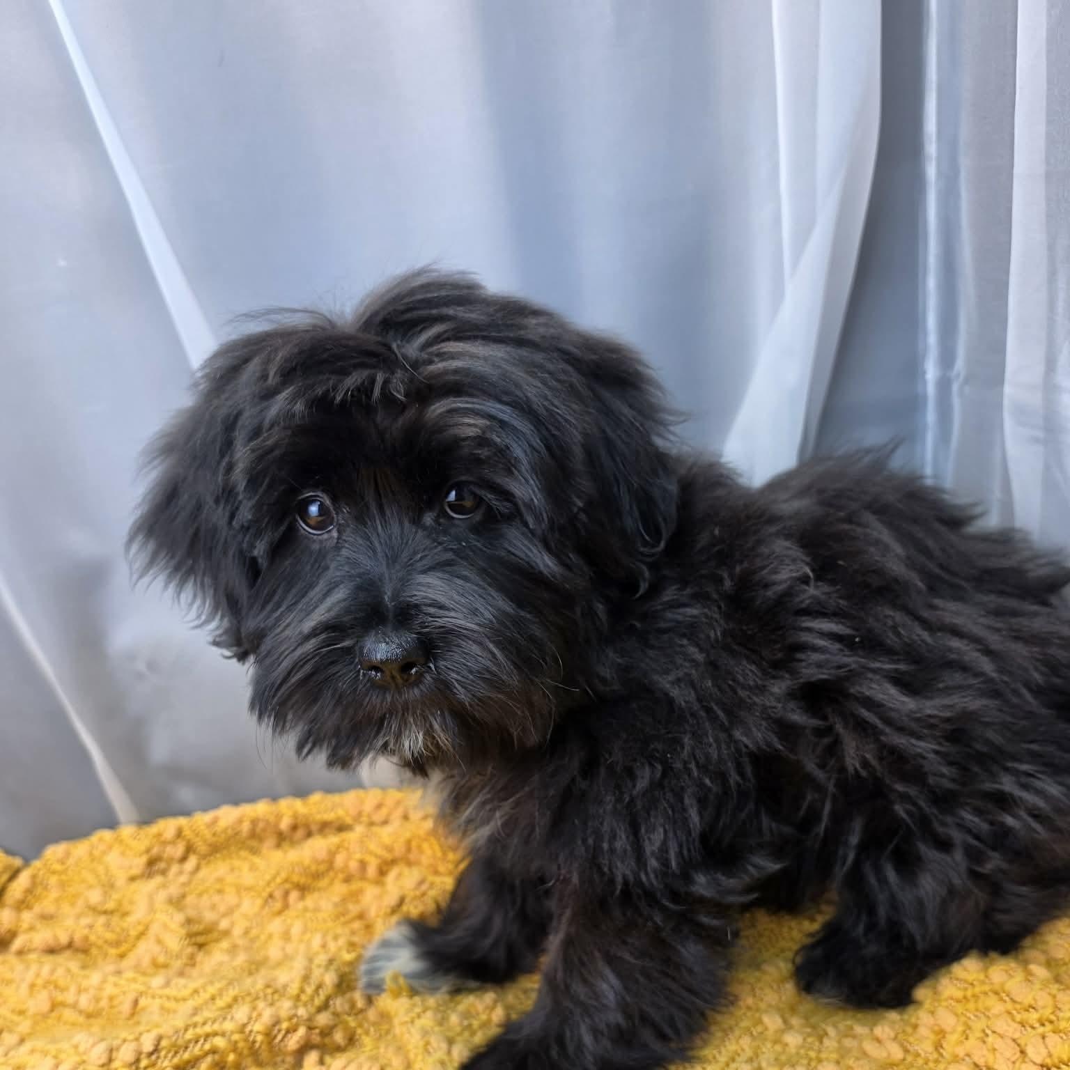 Melanie, a Adoptable mixed breed in Southfield , MI image 2/6