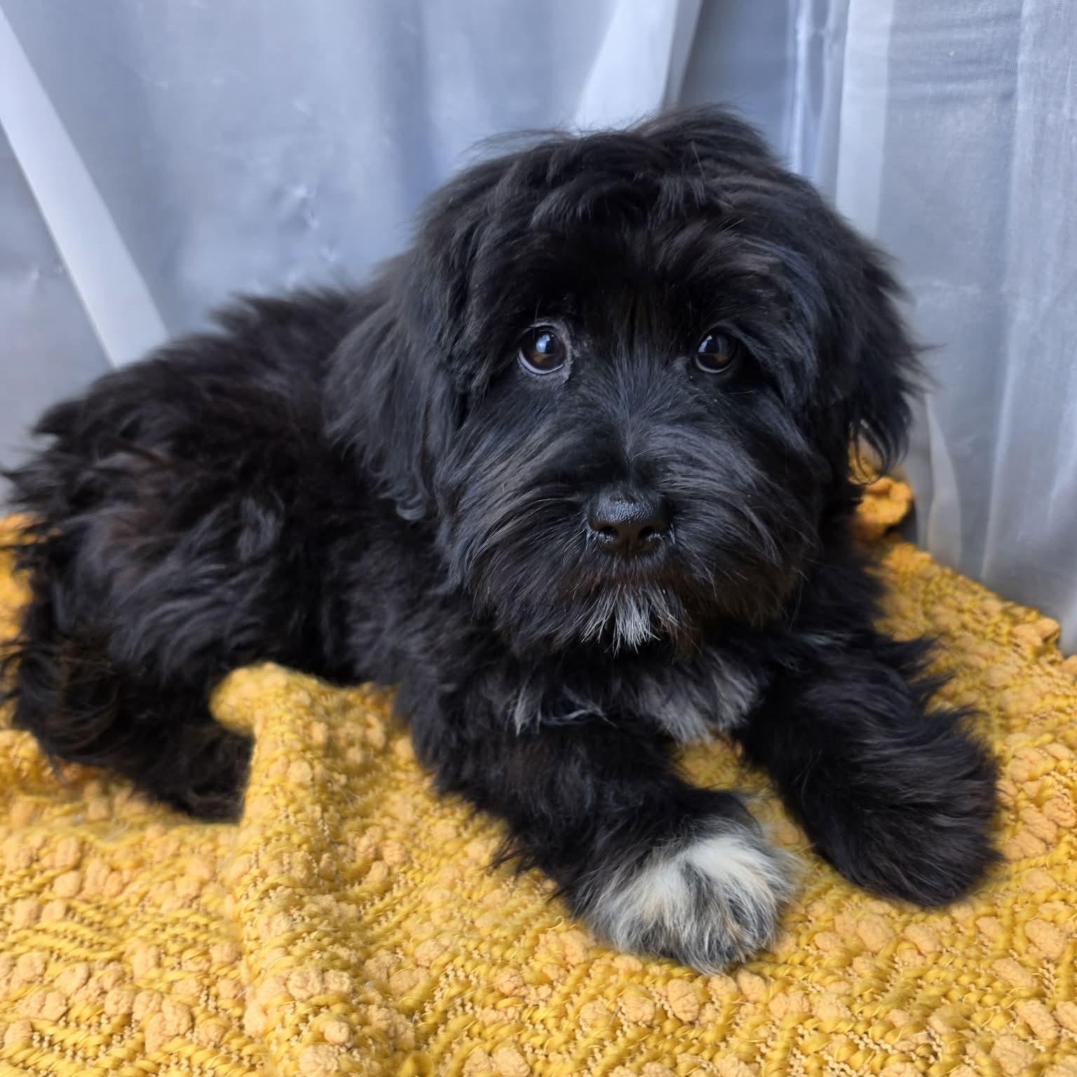 Melanie, a Adoptable mixed breed in Southfield , MI image 6/6