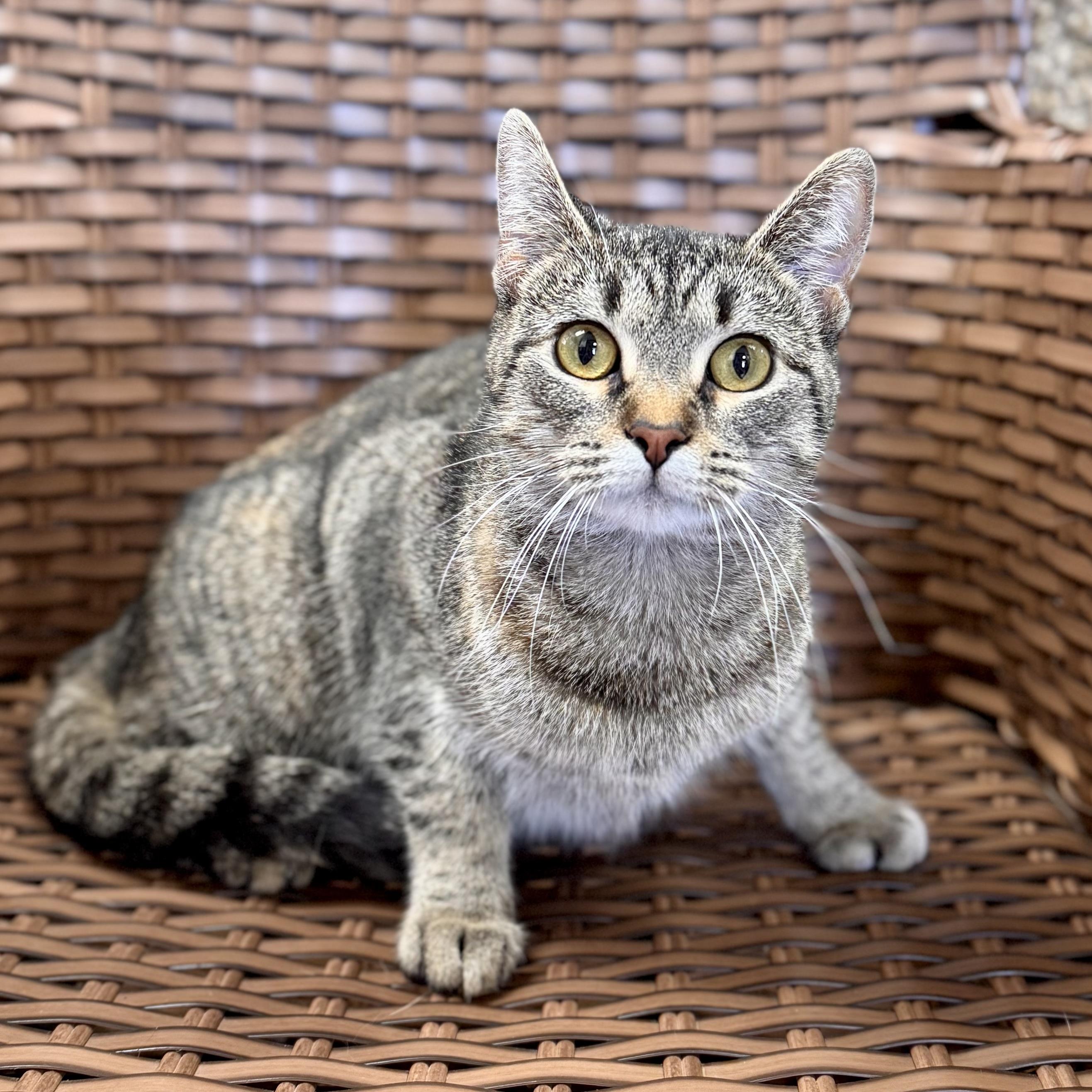 Bebe, ADOPTABLE, Young Female Domestic Short Hair.