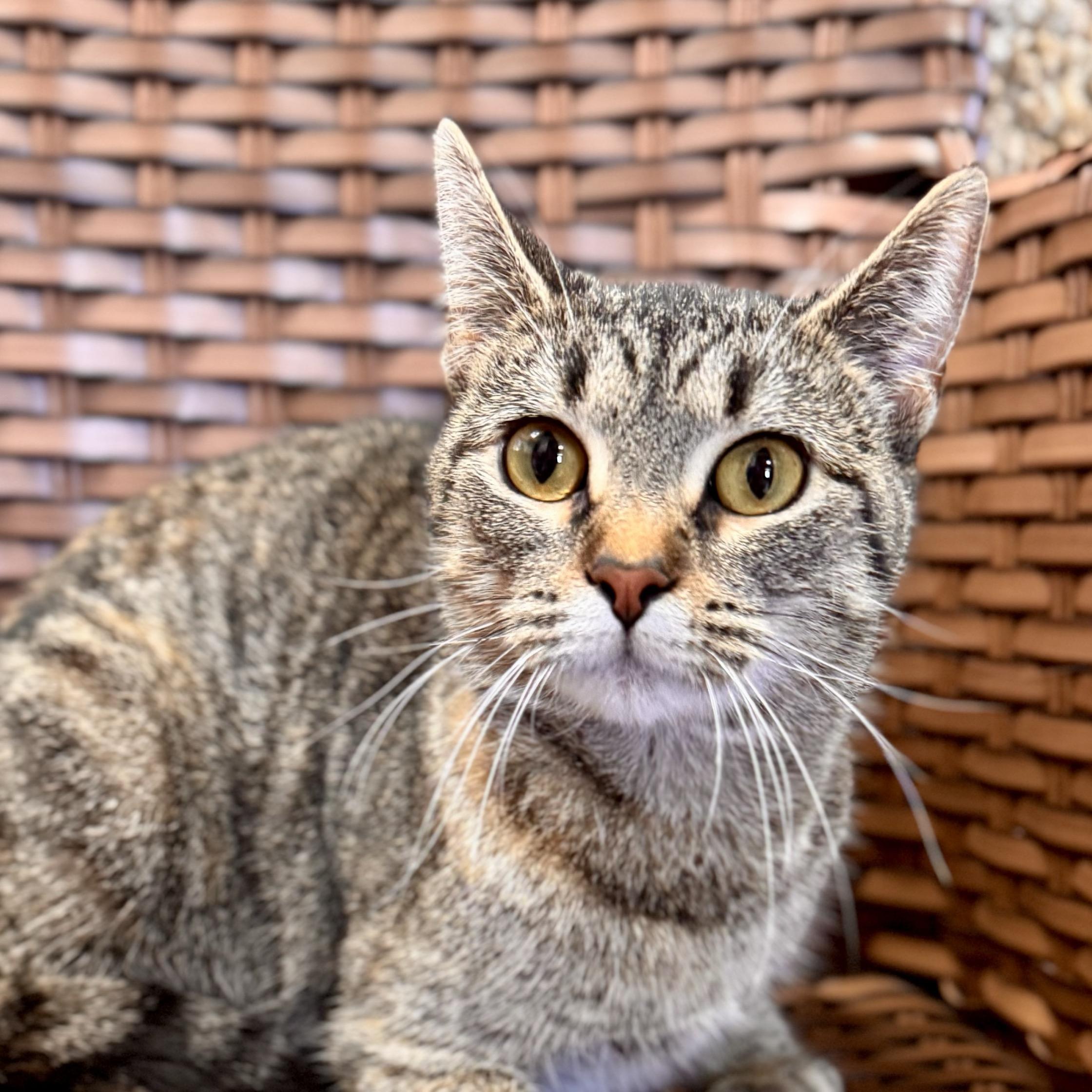 Enlarge Bebe, a ADOPTABLE Domestic Short Hair in Midland, MI image 2/3