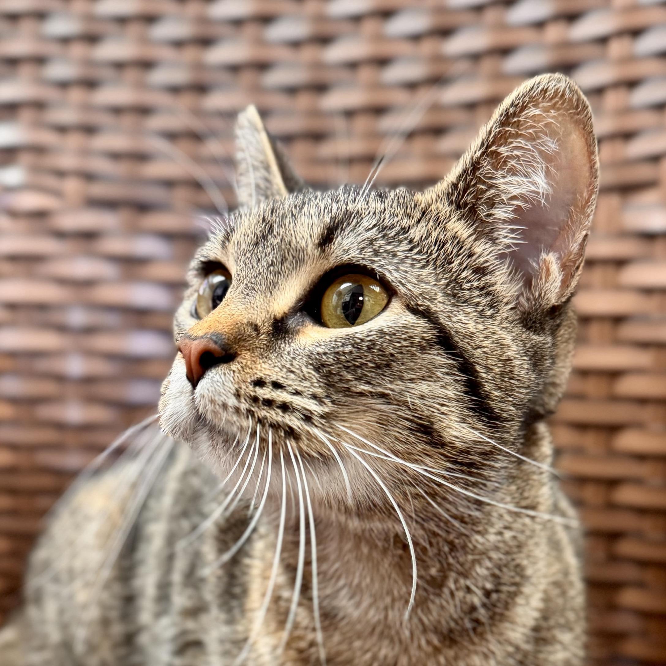 Enlarge Bebe, a ADOPTABLE Domestic Short Hair in Midland, MI image 3/3