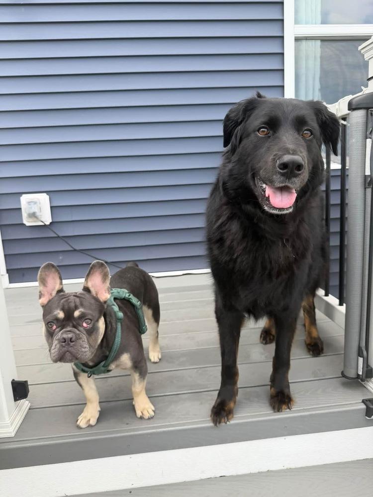 Enlarge Prince Meatball, a Adoptable French Bulldog in Grove City, OH image 1/5