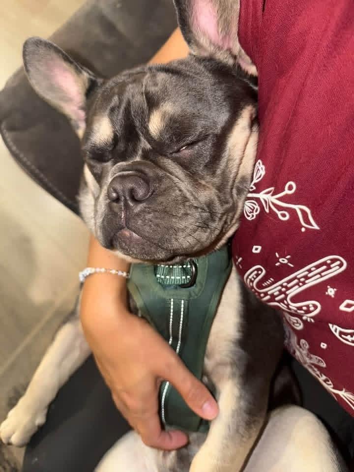 Enlarge Prince Meatball, a Adoptable French Bulldog in Grove City, OH image 2/5