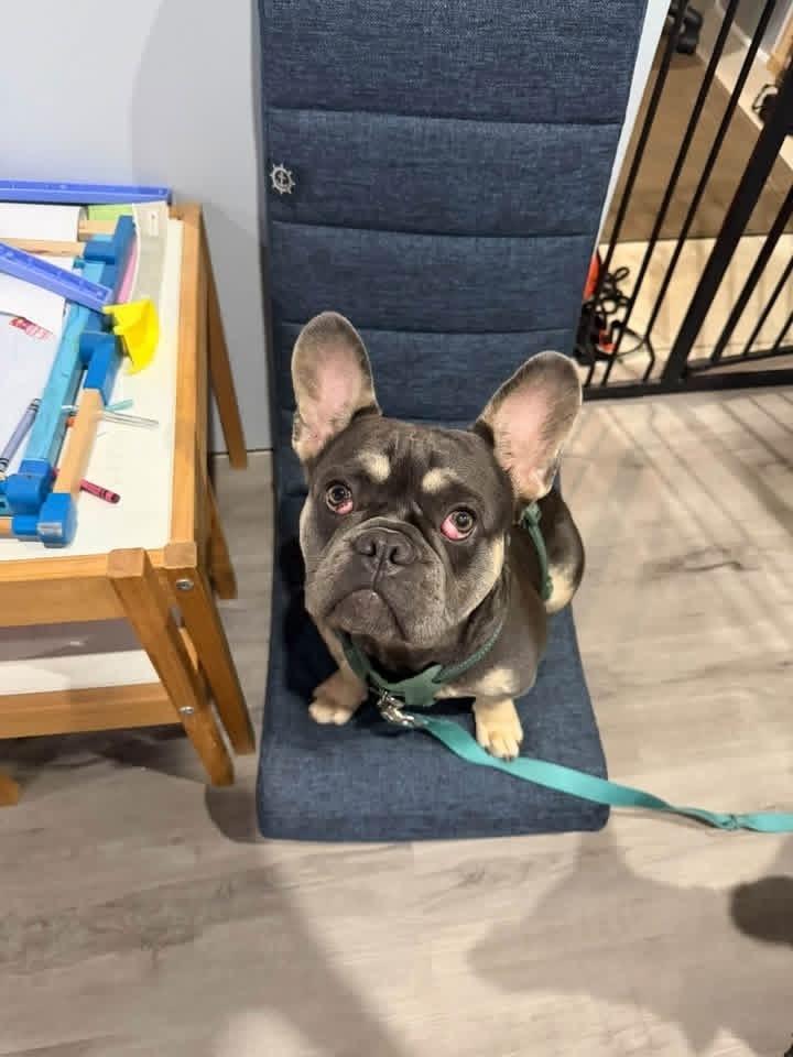 Enlarge Prince Meatball, a Adoptable French Bulldog in Grove City, OH image 3/5