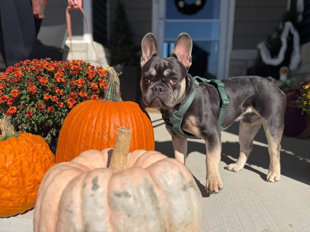 Enlarge Prince Meatball, a Adoptable French Bulldog in Grove City, OH image 4/6