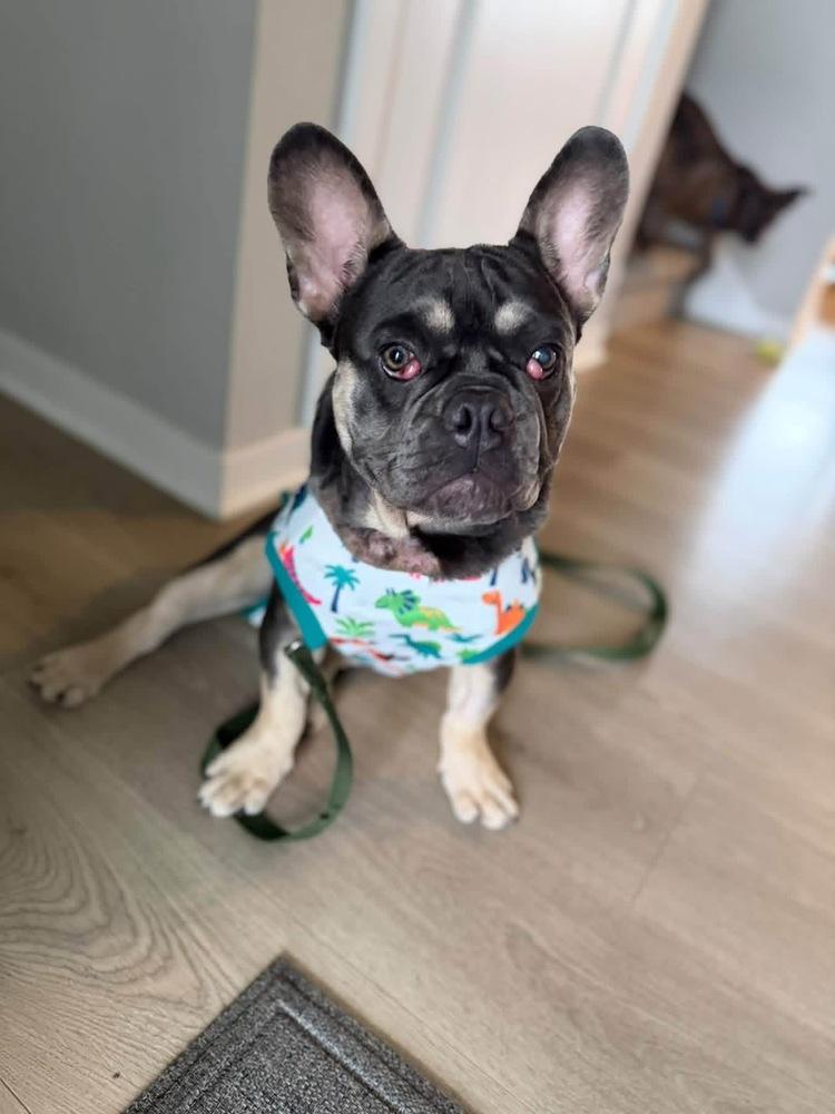 Enlarge Prince Meatball, a Adoptable French Bulldog in Grove City, OH image 4/5