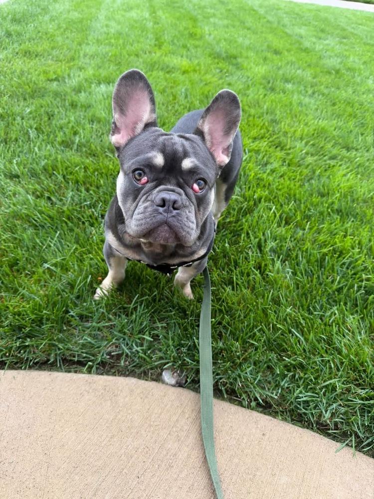 Enlarge Prince Meatball, a Adoptable French Bulldog in Grove City, OH image 5/5