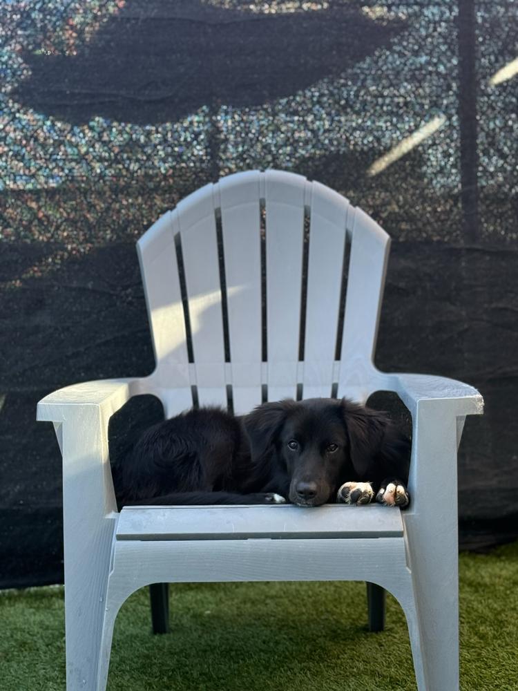 Danny, Adoptable, Puppy Male Labrador Retriever & Shepherd.