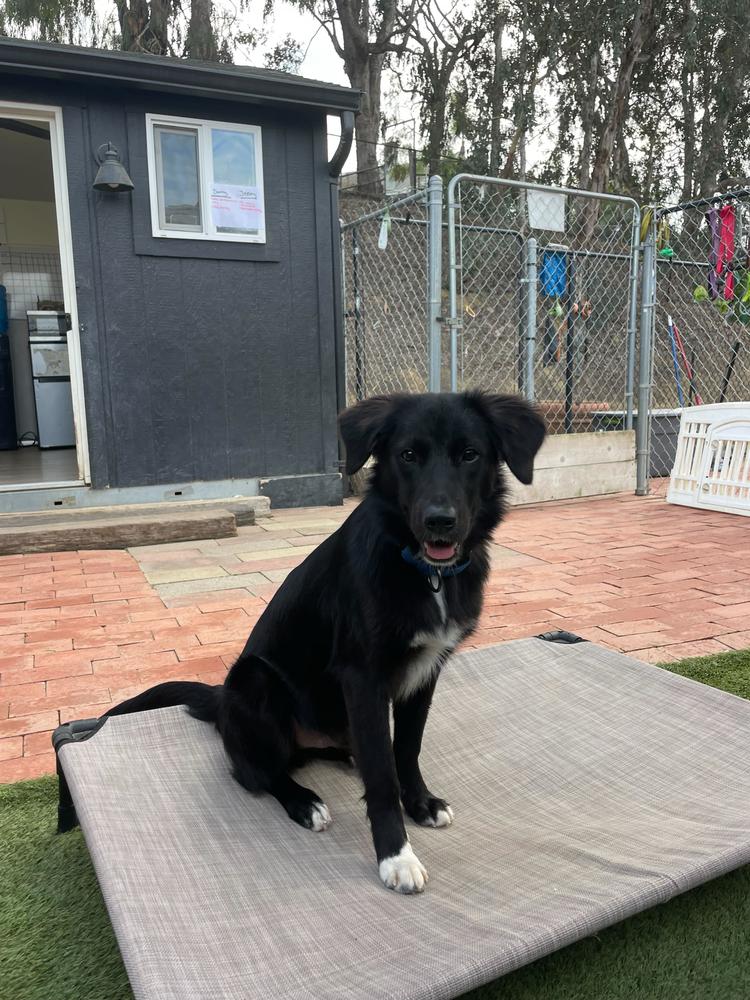 Danny, a Adoptable mixed breed in San Diego, CA image 2/6