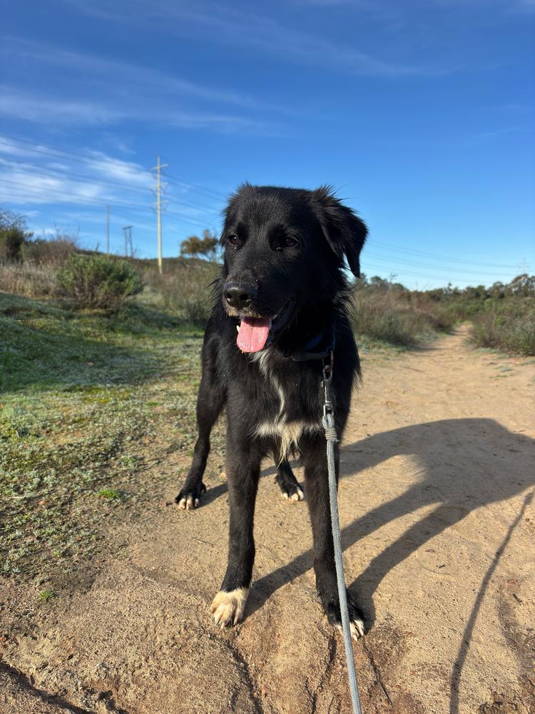 Enlarge Danny, a Adoptable mixed breed in San Diego, CA image 1/6