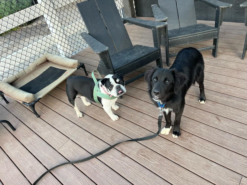 Danny, a Adoptable mixed breed in San Diego, CA image 3/6