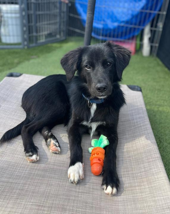 Danny, a Adoptable mixed breed in San Diego, CA image 4/6