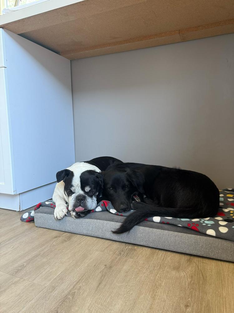 Danny, a Adoptable mixed breed in San Diego, CA image 5/6