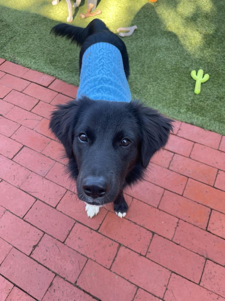 Danny, a Adoptable mixed breed in San Diego, CA image 6/6