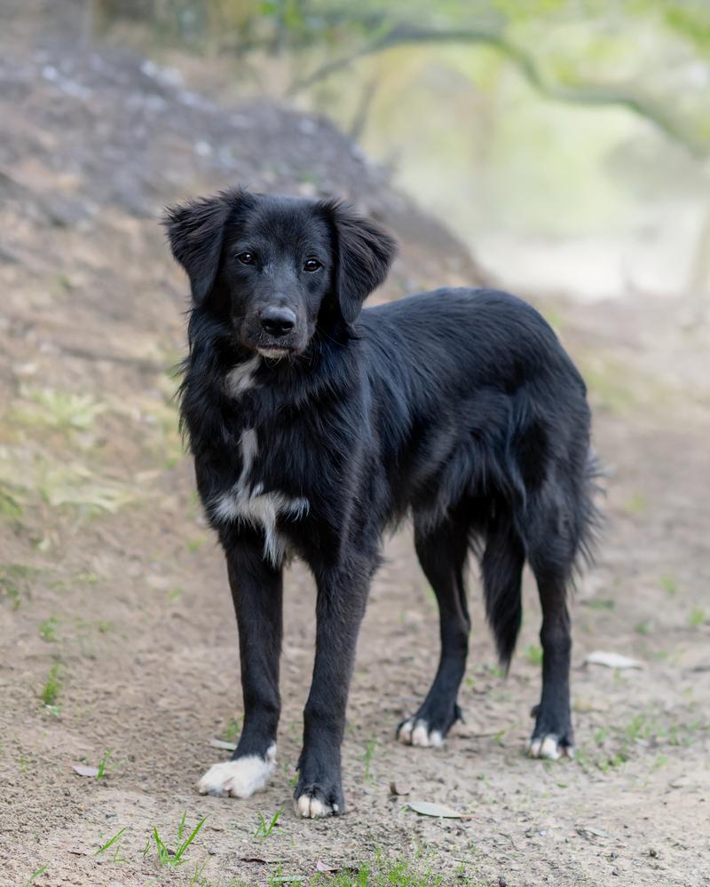 Enlarge Danny, a Adoptable mixed breed in San Diego, CA image 6/6