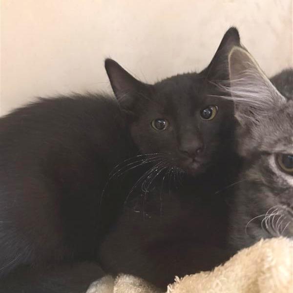 Bama, Adoptable, Kitten Male American Shorthair.