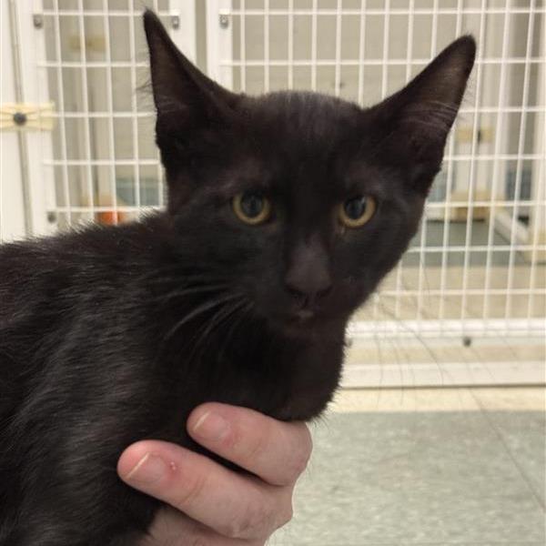 Enlarge Bama, a Adoptable American Shorthair in Mount Shasta, CA image 2/4